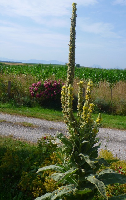 Koenigskerze