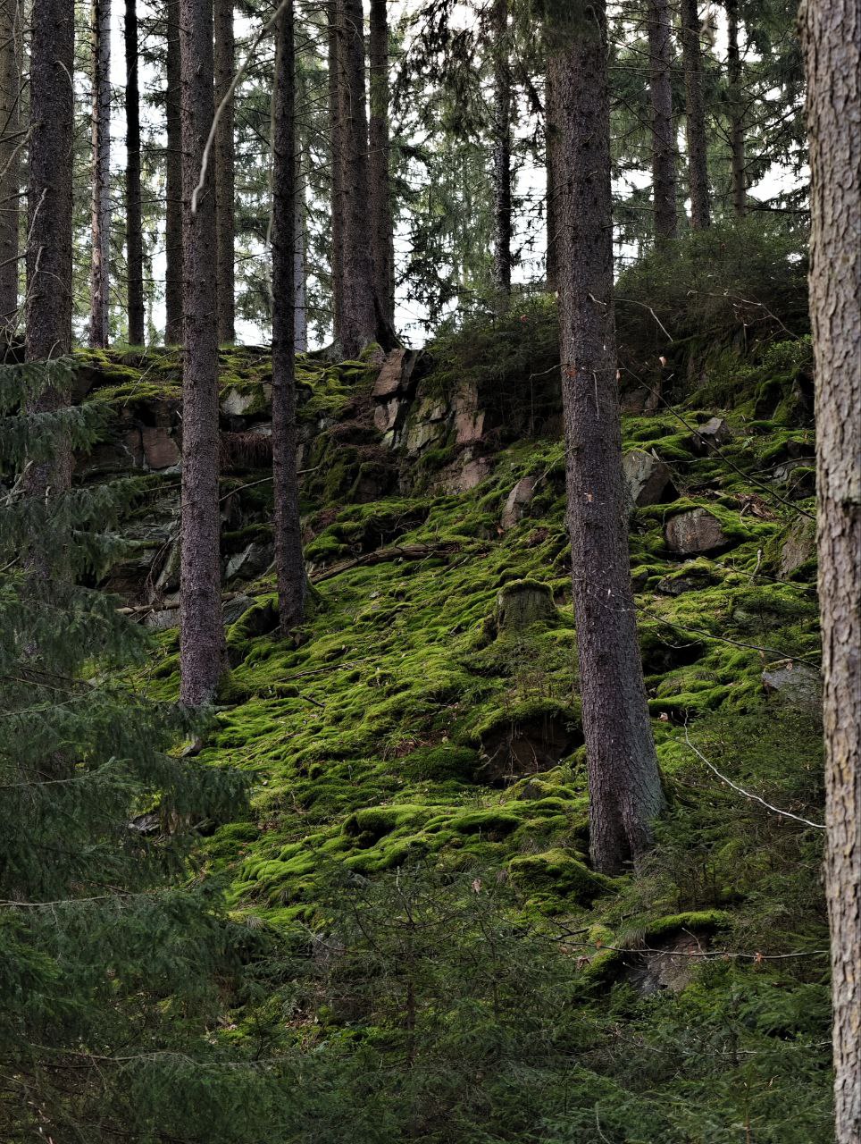 Waldwesen 2 Pockau Wald