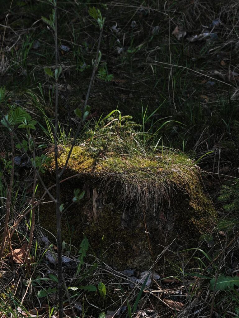 Bauchgesicht