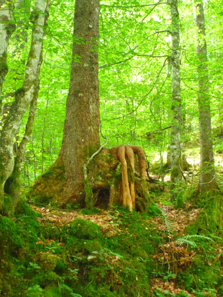 Naturbereiche