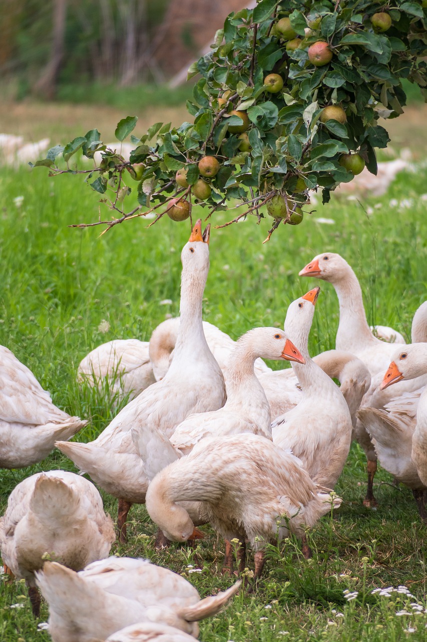 geese 5417836 1280