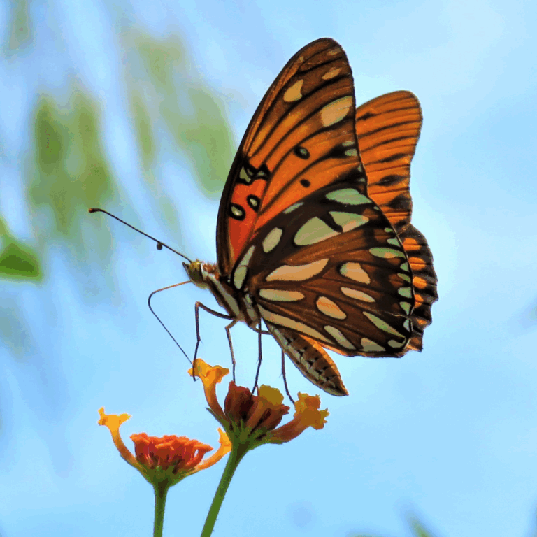 Schmetterling
