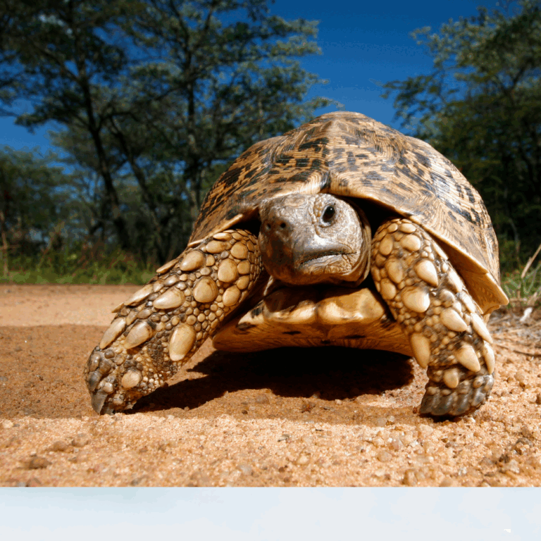 Schildkröte