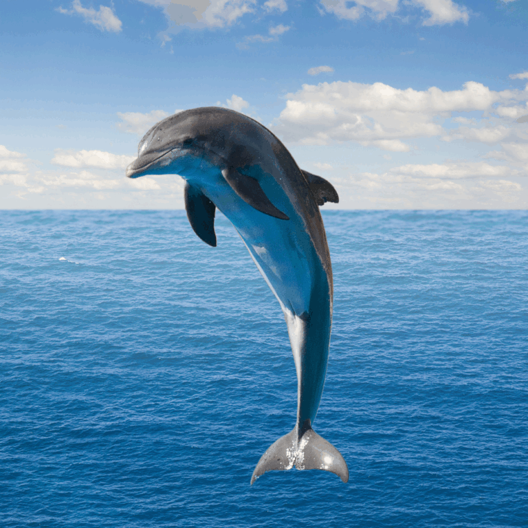 Delfin