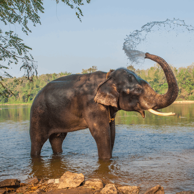 Elefant