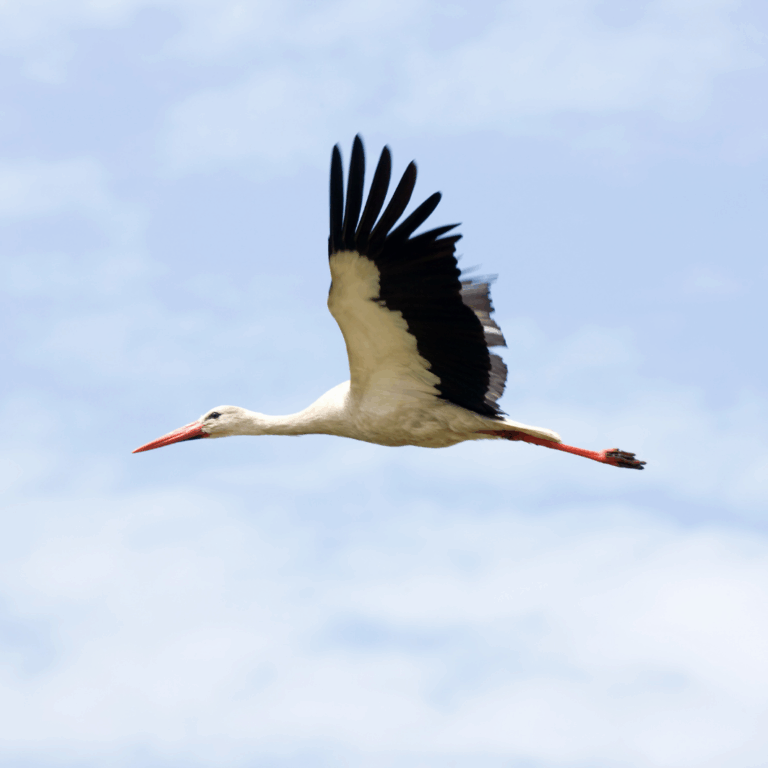 Vogelfrei