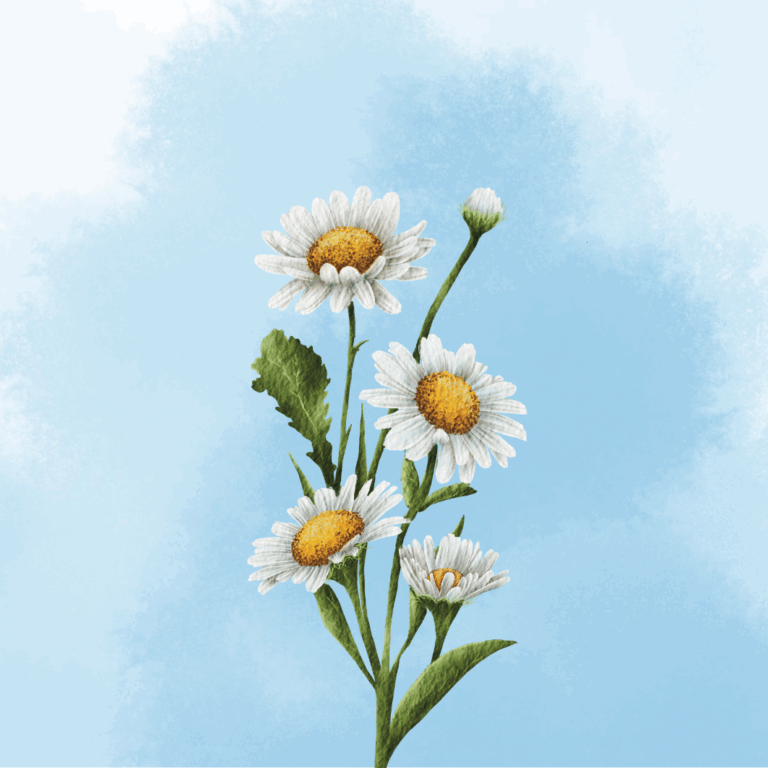 Gänseblümchen