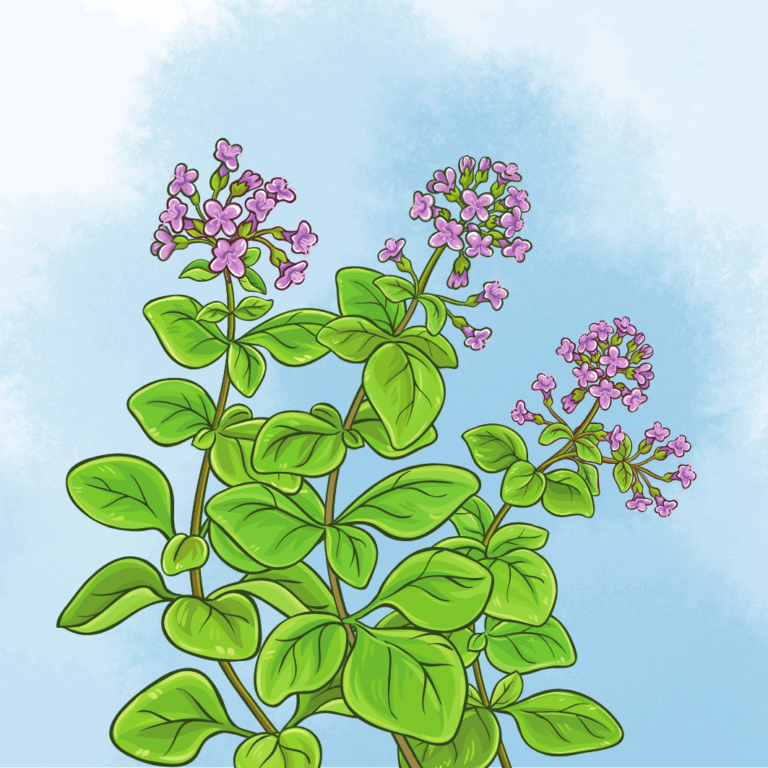 Oregano