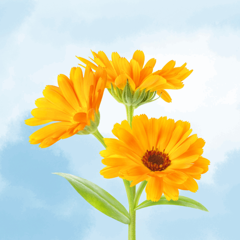 Ringelblume