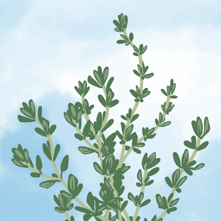 Thymian