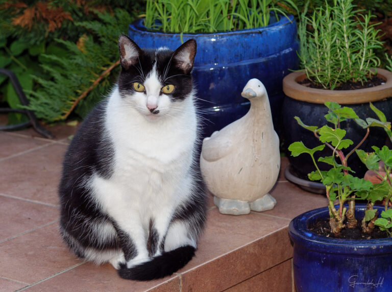 Tierfreunde