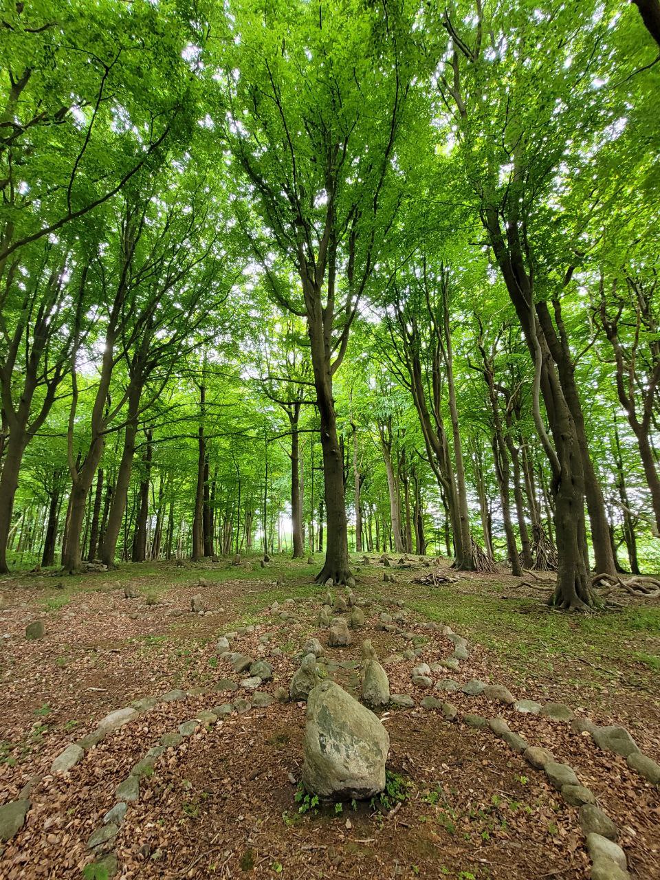 Volkert Baum Steinkreis2 2025 08 04 09 24 41