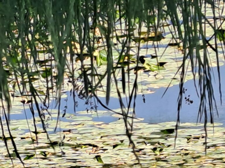 Pränatale Psychologie